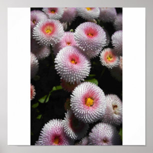 Bälle des Rosas Poster