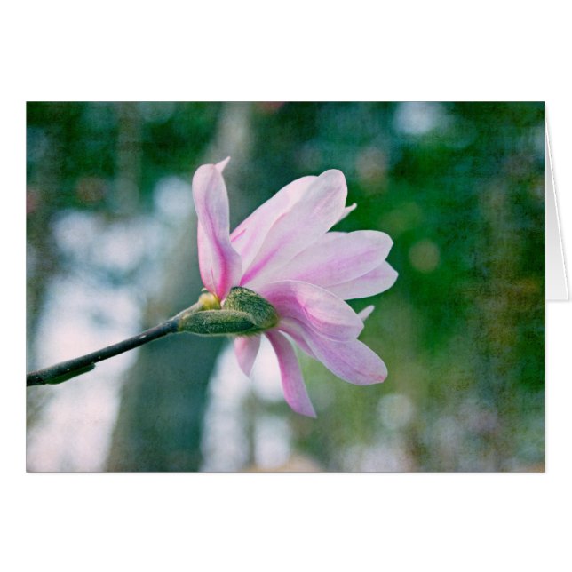 Ballerina Magnolia (Vorderseite (Horizontal))