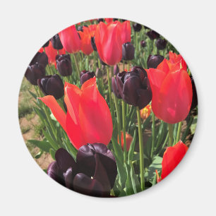 Ballerina & Queen of the Night Tulips Magnet