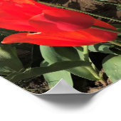 Ballerina Tulips, Oregon Poster (Ecke)