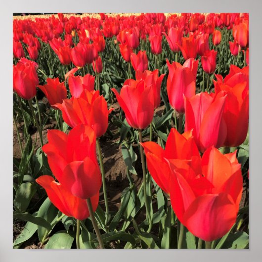 Ballerina Tulips, Oregon Poster (Vorne)