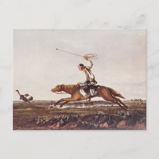 Balling Ostriches Postkarte (Vorderseite)