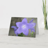 Balloon Flower