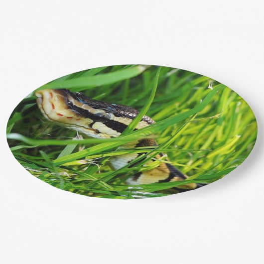 Ballpythonschlange in grass.png pappteller (Schrägansicht)