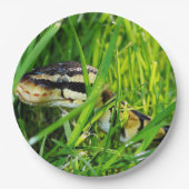 Ballpythonschlange in grass.png pappteller (Vorderseite)