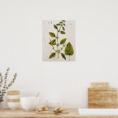 Balm, Platte 27 von "A Curious Herbal", veröffentl Poster (Küche)
