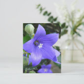 Balonische Blume:Postkarte Postkarte (Stehend Vorderseite)