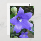 Balonische Blume:Postkarte Postkarte (Vorne/Hinten)