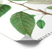 Balsam poplar (Populus balsamifera) aus Traite de Poster (Ecke)