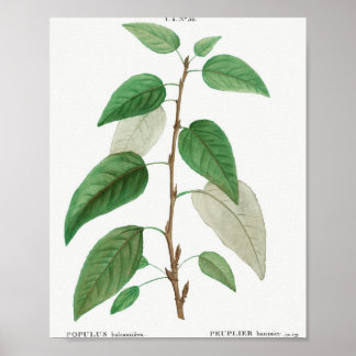 Balsam poplar (Populus balsamifera) aus Traite de Poster