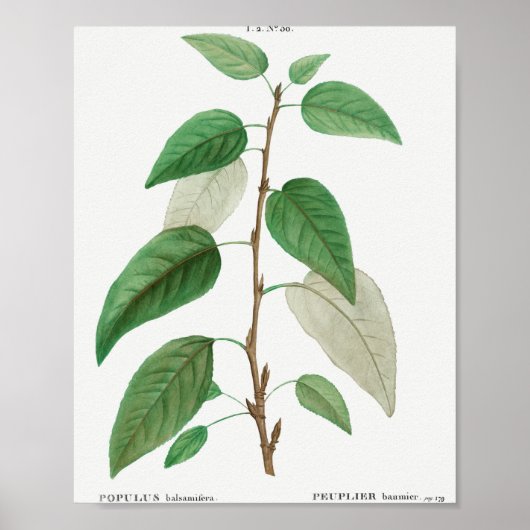 Balsam poplar (Populus balsamifera) aus Traite de Poster (Vorne)