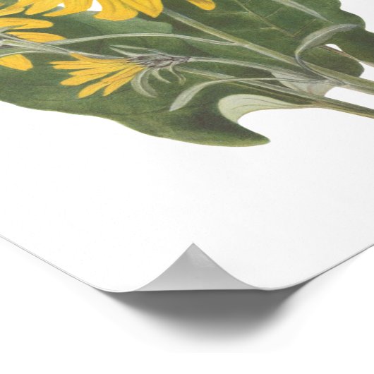 Balsam Root Wildblume Poster (Ecke)