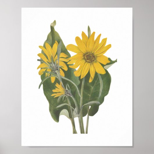 Balsam Root Wildblume Poster (Vorne)