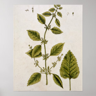 Balsam, überziehen 27 von "einem neugierigen poster