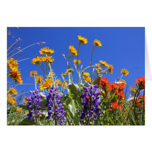 Balsamroot, Lupine und Malerpinsel (Vorderseite (Horizontal))