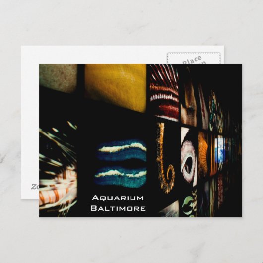 Baltimore Aquarium Postkarte (Vorne/Hinten)