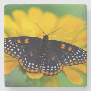 Baltimore Checkered Spot Schmetterling Steinuntersetzer