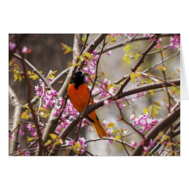 Baltimore Oriole (Vorderseite (Horizontal))