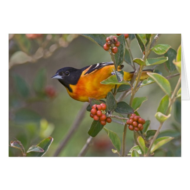 Baltimore Oriole (Vorderseite (Horizontal))