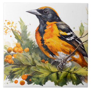 Baltimore Oriole am Rande von Berries Fliese