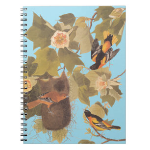 Baltimore Oriole Audubon Bird Familie mit Nest Notizblock