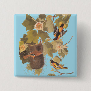 Baltimore Oriole Audubon Birds in Poplar Tree Button