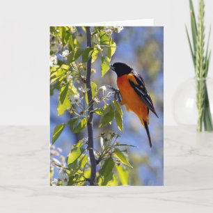 Baltimore Oriole Blank Note Card Karte