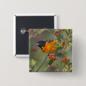 Baltimore Oriole Button (Vorne & Hinten)