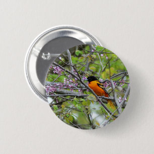 Baltimore Oriole Button