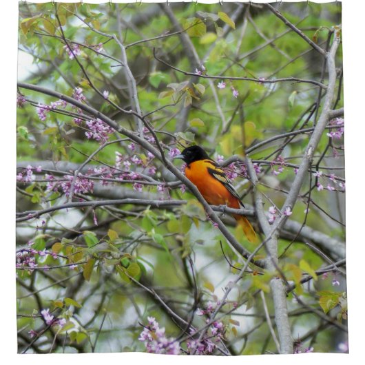 Baltimore Oriole Duschvorhang (Vorderseite)