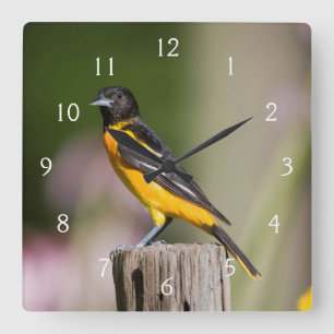 Baltimore Oriole female in flower garden Quadratische Wanduhr