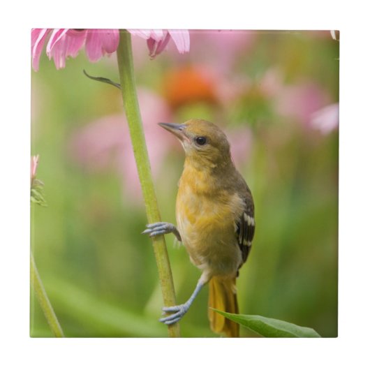Baltimore Oriole Fliese (Vorderseite)