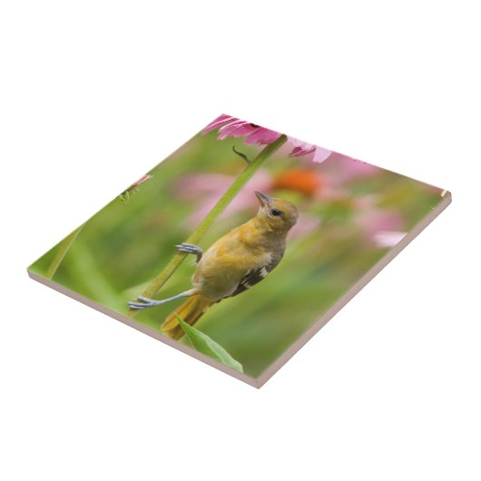 Baltimore Oriole Fliese (Seite)