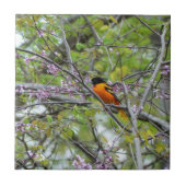 Baltimore Oriole Fliese (Vorderseite)