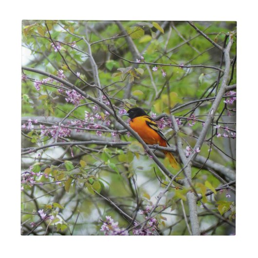 Baltimore Oriole Fliese (Vorderseite)
