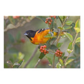 Baltimore Oriole Fotodruck (Vorne)