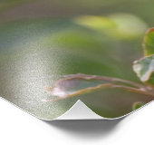 Baltimore Oriole Fotodruck (Ecke)