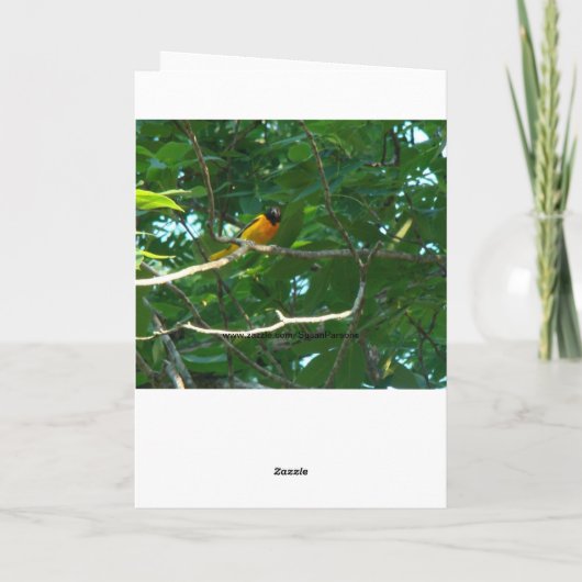 Baltimore Oriole, Geburtstag Karte (Rückseite)