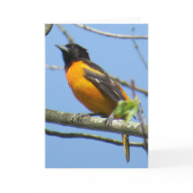 Baltimore Oriole-Gruß-Karte