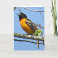 Baltimore Oriole-Gruß-Karte