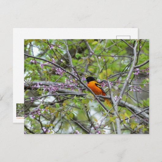 Baltimore Oriole Grußkarte Postkarte (Vorne/Hinten)