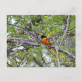 Baltimore Oriole Grußkarte Postkarte (Vorderseite)