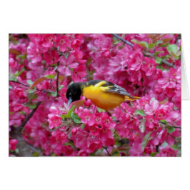 Baltimore Oriole in Crabapple
