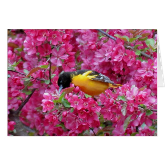 Baltimore Oriole in Crabapple (Vorderseite (Horizontal))