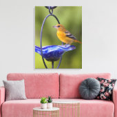 Baltimore Oriole Leinwanddruck (Insitu (Wohnzimmer))