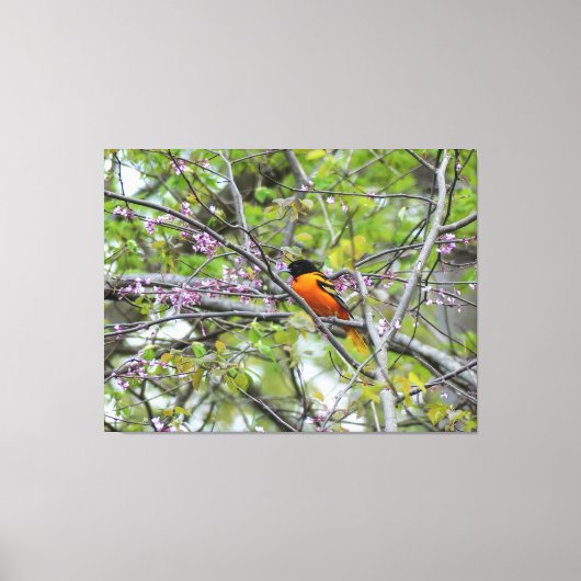 Baltimore Oriole Leinwanddruck (Vorderseite)