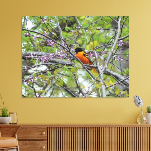 Baltimore Oriole Leinwanddruck (Insitu (Wohnzimmer))