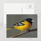 Baltimore Oriole Logo (Palette) Postkarte (Vorne/Hinten)