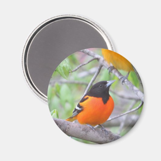 Baltimore Oriole Magnet (Vorderseite/Rückseite)