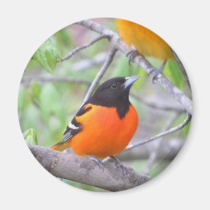 Baltimore Oriole Magnet